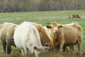 Top 10 Implements For Livestock Operations